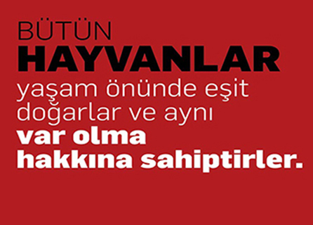 Vet Çizmeli Kedi Veteriner Kliniği